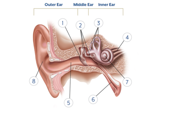 Ear anatomy